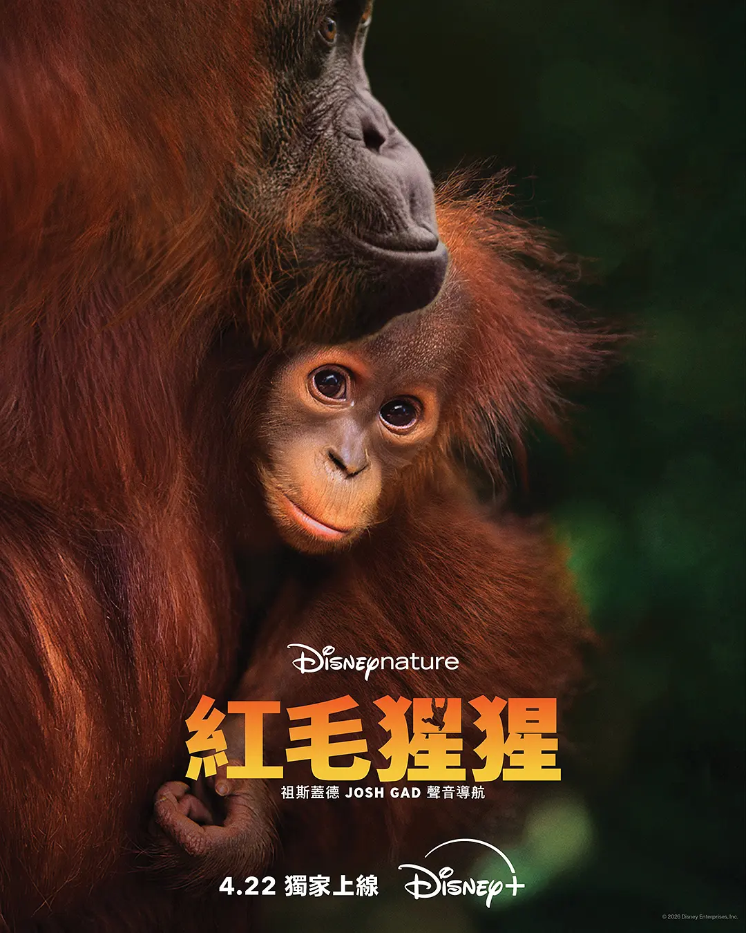 《红毛猩猩》雨林树冠上的温柔诗篇，《红毛猩猩》蓝光1080P夸克资源带你沉浸式探秘